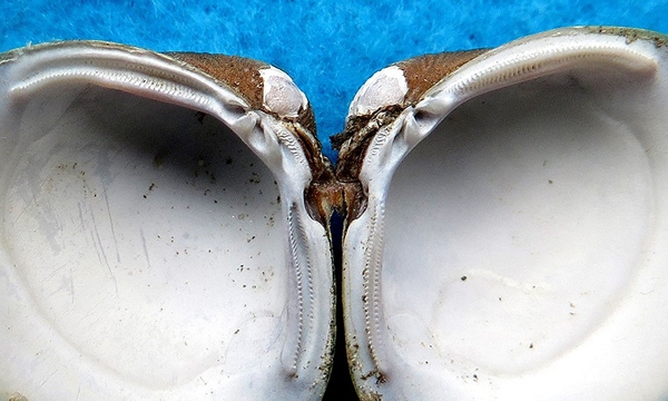 Photo of Corbicula fluminea by joan martin
